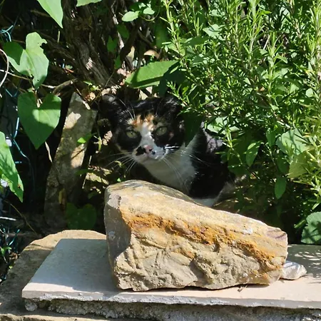 Casa Leonarda, Rustic Istrian Stone House, Nature, Peace And Hilltop Views, Near Motovun Dom wakacyjny
